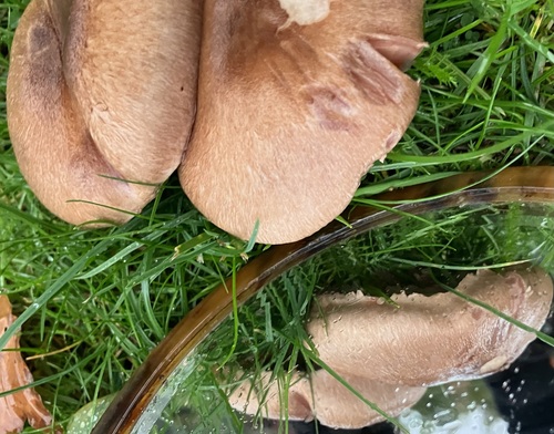 Agaricus comptulus