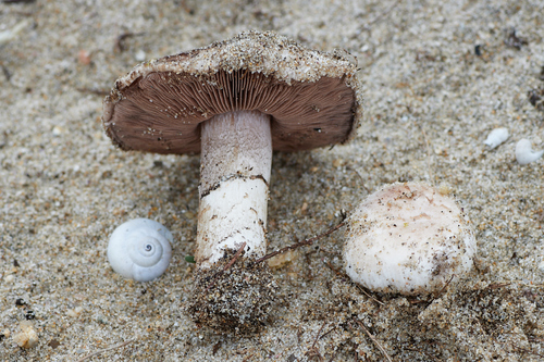 Agaricus devoniensis