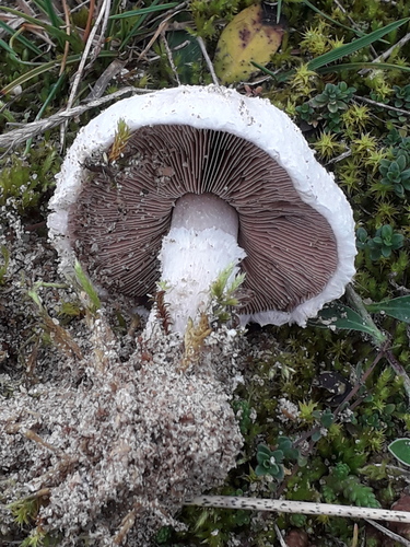 Agaricus devoniensis