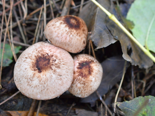 Agaricus impudicus