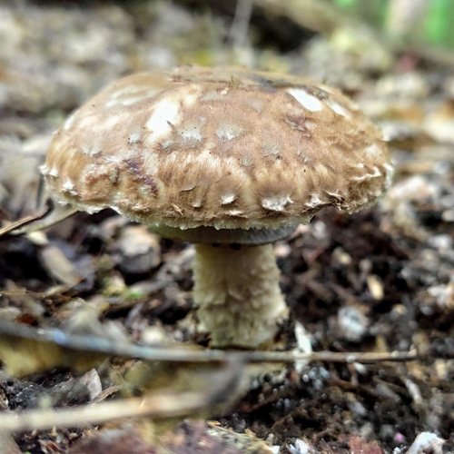 Agaricus lanipes