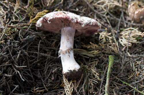 Agaricus pattersoniae