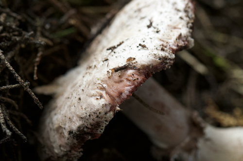 Agaricus pattersoniae