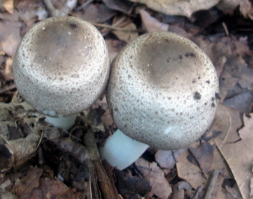 Agaricus placomyces