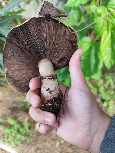 Agaricus rodmanii