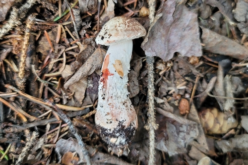 Agaricus silvaticus