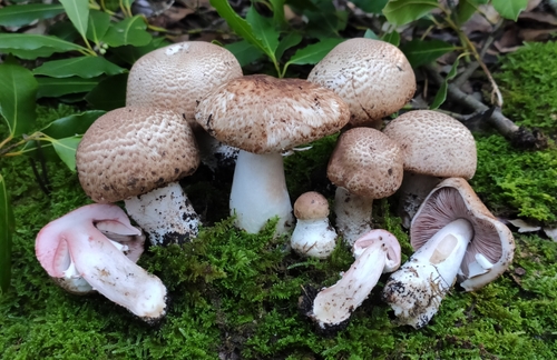 Agaricus silvaticus