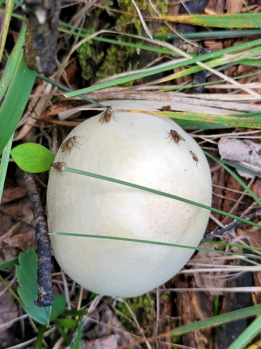 Agaricus silvicola