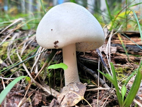 Agaricus silvicola
