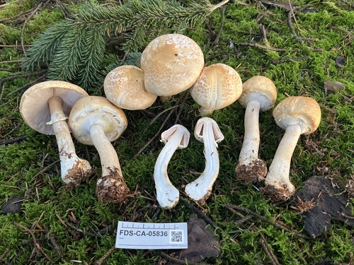 Agaricus smithii