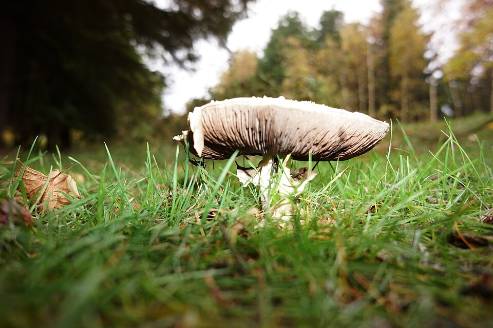Agaricus spp