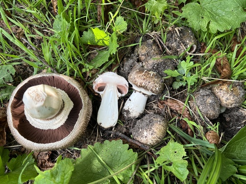 Agaricus subperonatus