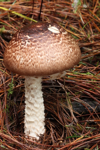 Agaricus subrutilescens
