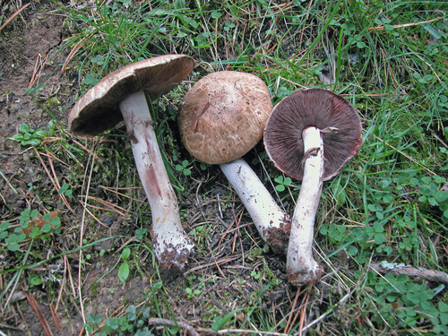 Agaricus sylvaticus