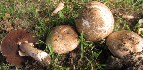 Agaricus vaporarius