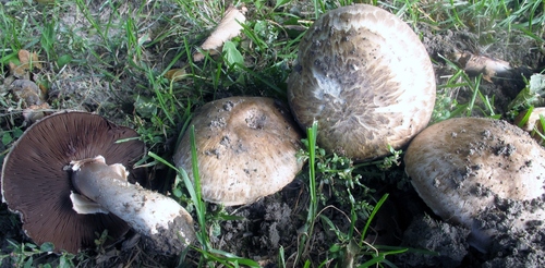 Agaricus vaporarius