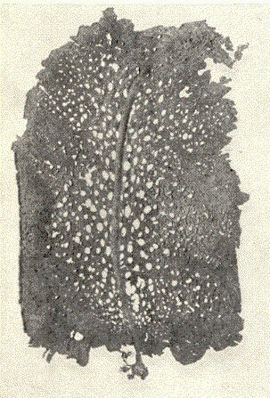 Agarum turneri