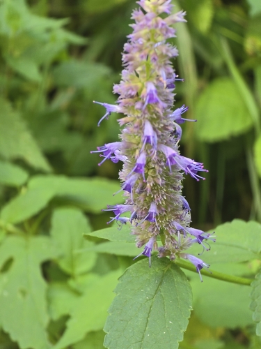 Agastache rugosa