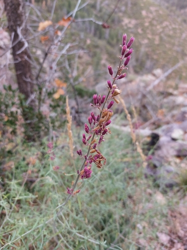 Agastache rupestris