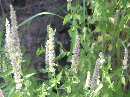 Agastache wrightii