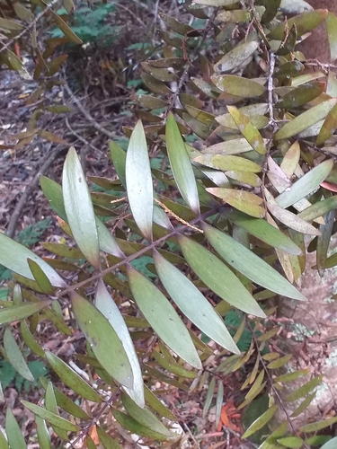 Agathis australis