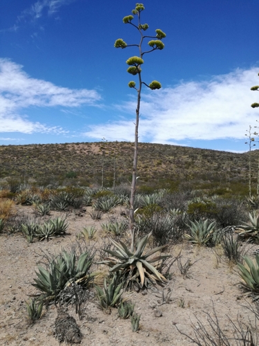 Agave asperrima