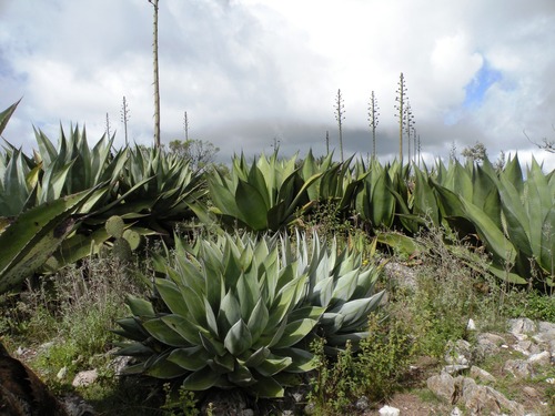 Agave atrovirens