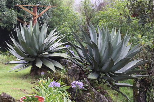 Agave atrovirens