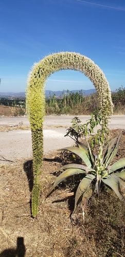 Agave attenuata