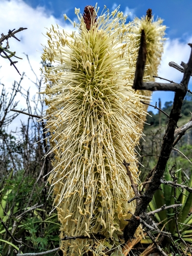 Agave bracteosa