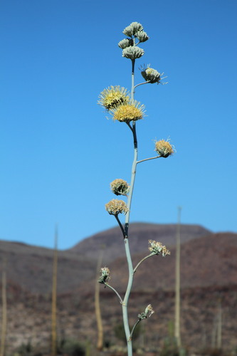 Agave cerulata subsp. dentiens
