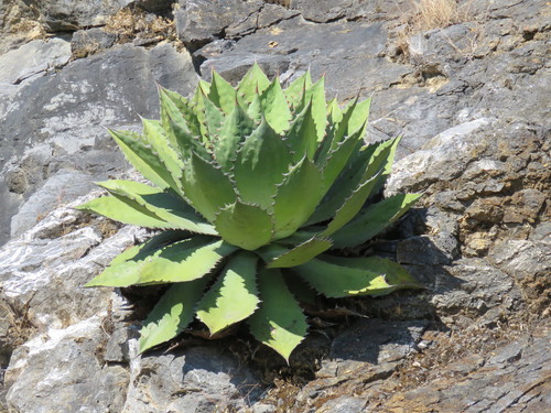 Agave cupreata