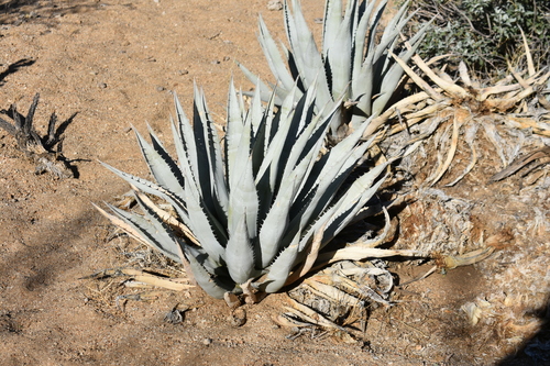 Agave deserti
