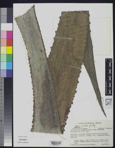 Agave jaiboli