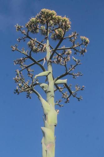 Agave mapisaga