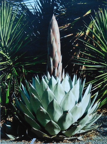 Agave parryi