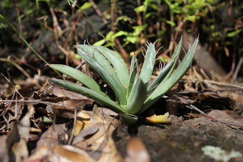 Agave parviflora