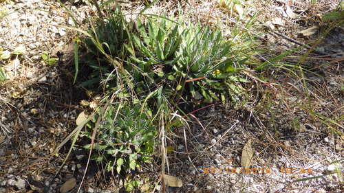 Agave polianthiflora