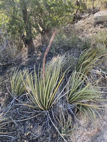 Agave schottii