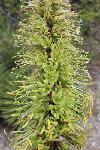 Agave stricta