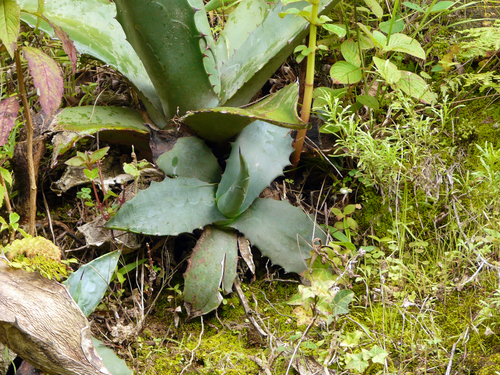Agave tecta