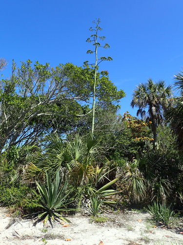 Agave weberi