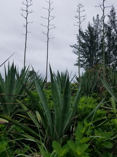 Agave weberi
