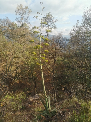 Agave wocomahi