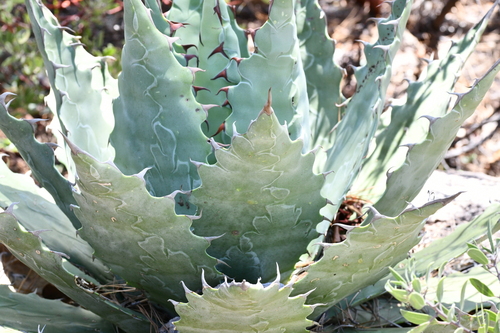 Agave wocomahi