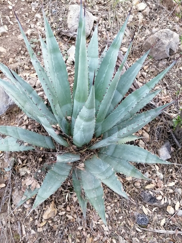 Agave zebra