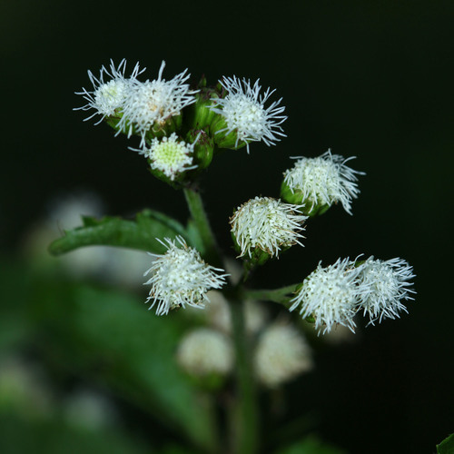 Ageratum conyzoides