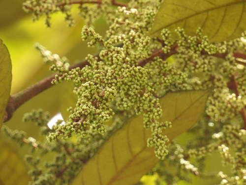Aglaia argentea