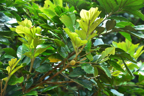 Aglaia chittagonga