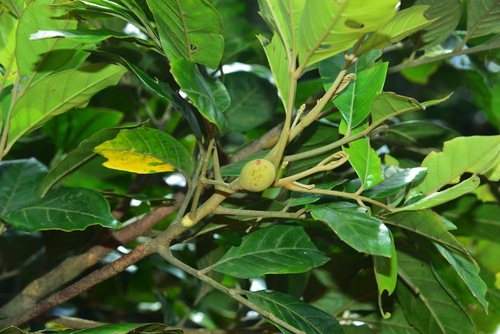 Aglaia chittagonga